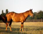 Hele knappe, lieve quarter jaarling hengst, Hengst