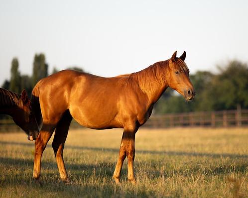 Hele knappe, lieve quarter jaarling hengst, Dieren en Toebehoren, Paarden, Hengst