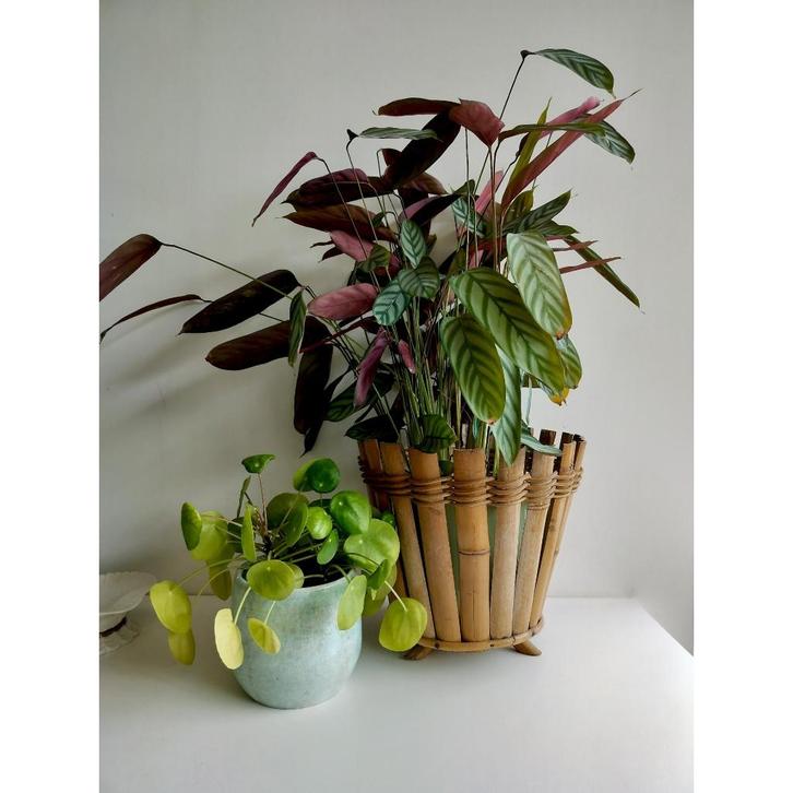 Vintage bloempot cache-pot in bamboe, Tuin en Terras, Bloempotten, Ophalen of Verzenden