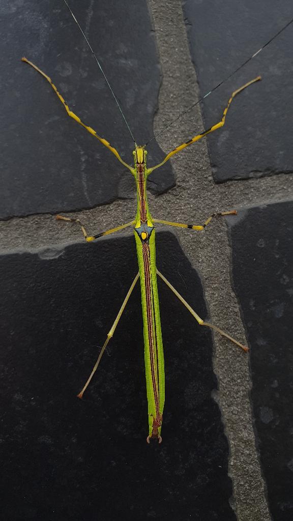 Verschillende soorten wandelende takken, Animaux & Accessoires, Insectes & Araignées, Phasme