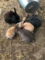 Dwergkonijntjes, Dieren en Toebehoren, Konijnen