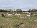 9 ezeltjes waaronder enkele mini ezels., Dieren en Toebehoren, Hengst