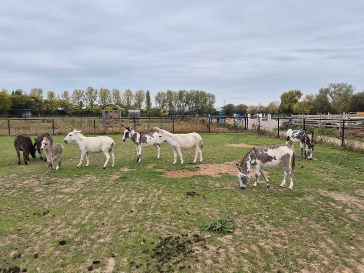 9 ezeltjes waaronder enkele mini ezels., Dieren en Toebehoren, Paarden, Hengst