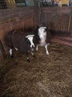 Mouton mâle a vendre, Mouton