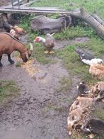 Barberie hen met jongen.., Animaux & Accessoires, Volatiles, Plusieurs animaux, Canard