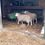 2 schapen rammen