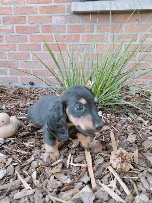 Langharige teckel pups, Dieren en Toebehoren, Honden | Teckels en Dashonden, Meerdere dieren, Langhaar, Dwerg, Fokker | Hobbymatig