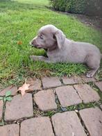 Labrador pups, België, CDV (hondenziekte), 8 tot 15 weken, Labrador retriever