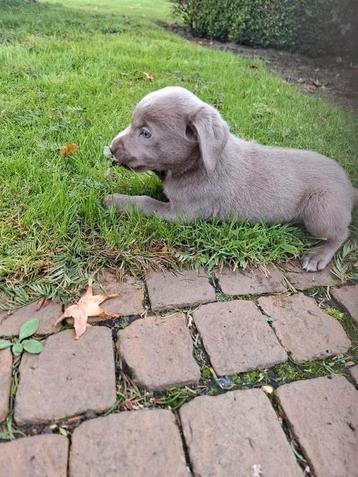Labrador pups beschikbaar voor biedingen