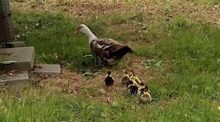 Broedeieren Barberie eenden, Animaux & Accessoires, Volatiles