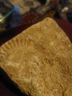 Pierre calcaire avec amanite fossilisé, Enlèvement ou Envoi