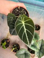 Alocasia black velvet, Ophalen of Verzenden