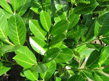 paplaurier, groenblijvende haagplanten beschikbaar voor biedingen