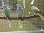 halsbanden opaline bleekstaarten split, Dieren en Toebehoren, Meerdere dieren, Parkiet, Geringd