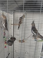 3 valk parkieten plus kooi, Dieren en Toebehoren, Vogels | Parkieten en Papegaaien
