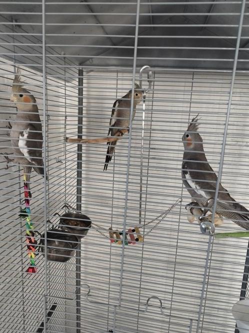 3 valk parkieten plus kooi, Dieren en Toebehoren, Vogels | Parkieten en Papegaaien