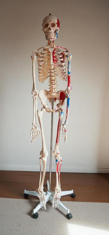 Anatomisch Skelet - Kinesitherapie / medische wetenschappen beschikbaar voor biedingen