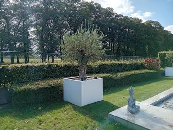 Mooie, volgroeide beukenhaag te koop! beschikbaar voor biedingen
