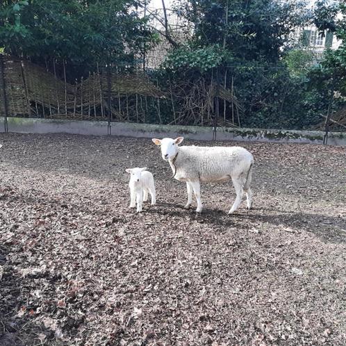 Easy care ooi met ramlam, Dieren en Toebehoren, Schapen, Geiten en Varkens, Schaap, Meerdere dieren, 0 tot 2 jaar