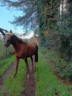 Leuke ruin van 4 jaar en 1,63 ong, Dieren en Toebehoren, Ruin