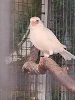Kanarieman, Dieren en Toebehoren, Mannelijk, Zangkanarie