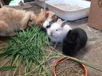Baby dwerg konijntjes, Dwerg, Hangoor