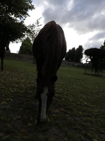 Gezocht:Prive springles zonder eigen paard beschikbaar voor biedingen
