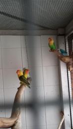 Vier rosei collies ( 2 koppels van verschillende nesten ), Dieren en Toebehoren