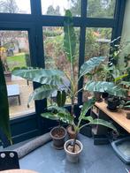 Musa variegata, Enlèvement