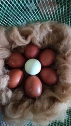 Broedeieren kleurleggers