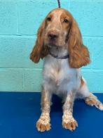 Engelse cocker spaniel pups, België, 15 weken tot 1 jaar, Reu, CDV (hondenziekte)