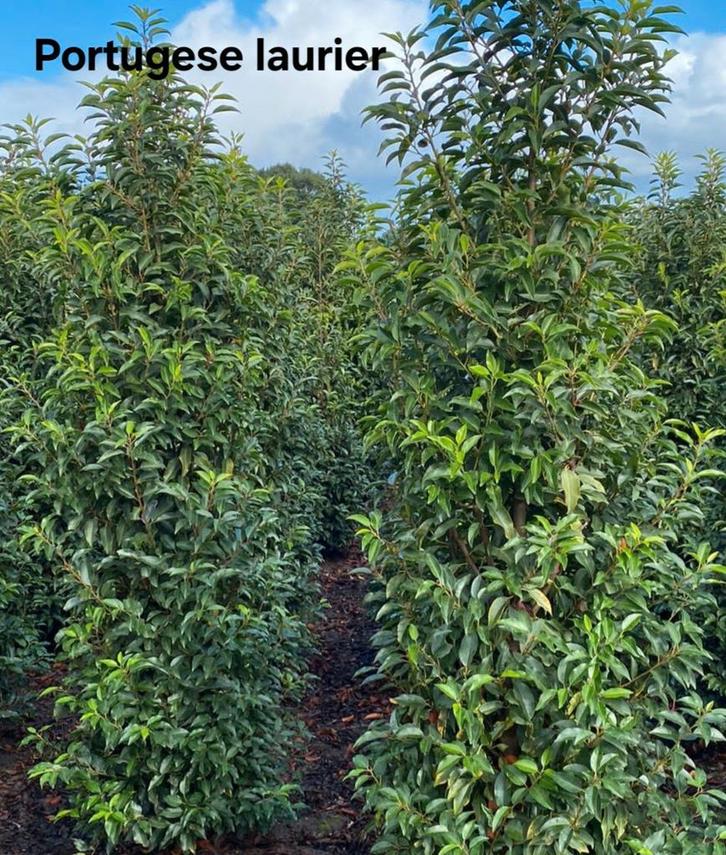 Portugese laurier!, Tuin en Terras, Planten | Struiken en Hagen, Laurier, Ophalen