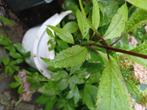 Eupatorium , de beste var qua vlinderlokker, Ophalen, 100 tot 250 cm, Halfschaduw, Zomer