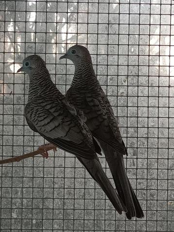 Vredesduif beschikbaar voor biedingen