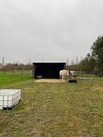 Plekje aangeboden op een weide te Vilvoorde, Dieren en Toebehoren, Weidegang, 1 paard of pony