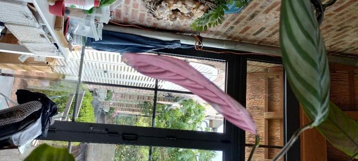 Calathea oppenheimiana, Huis en Inrichting, Kamerplanten, Overige soorten, Minder dan 100 cm, Bloeiende kamerplant, Halfschaduw