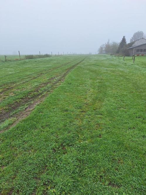 Weide te huur Regio Duffer/Lier, Dieren en Toebehoren, Stalling en Weidegang