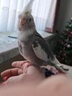 Handtamme valkparkiet mt zijn vriendin en ALLE toebehoren