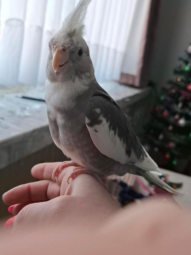 Handtamme valkparkiet mt zijn vriendin en ALLE toebehoren, Animaux & Accessoires, Oiseaux | Perruches & Perroquets