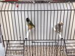 Gouldamadine, Dieren en Toebehoren, Vogels | Overige Vogels