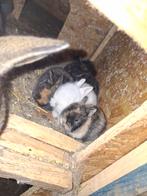 Baby dwergkonijn zo snel mogelijk te koop, Dieren en Toebehoren, Meerdere dieren, Dwerg, 0 tot 2 jaar