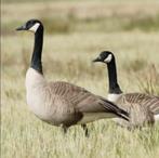 Canadaganzen / canadagans / gans / ganzen, Dieren en Toebehoren, Pluimvee, Meerdere dieren, Gans of Zwaan