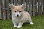 Prachtige Welsh corgi Pembroke pups, Dieren en Toebehoren, Honden | Herdershonden en Veedrijvers, België, Overige rassen, CDV (hondenziekte)