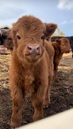 Gezocht: mini Schotse hooglander