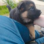 Huiselijk opgevoede Puppy's Duitse herder, België, Fokker | Hobbymatig, 8 tot 15 weken, Meerdere