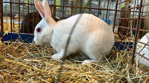 haasdwerg, Dieren en Toebehoren, Konijnen, Dwerg, Meerdere dieren, 0 tot 2 jaar