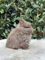 Kleurdwergjes choco, Dieren en Toebehoren, Konijnen, Meerdere dieren, Dwerg, 0 tot 2 jaar