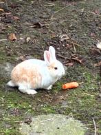 3schattige dwergkonijnen zoeken een nieuw nest - GRATIS, Dieren en Toebehoren, Konijnen, Meerdere dieren, Klein