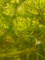 Guppy gras, Dieren en Toebehoren, Vissen | Aquariumvissen