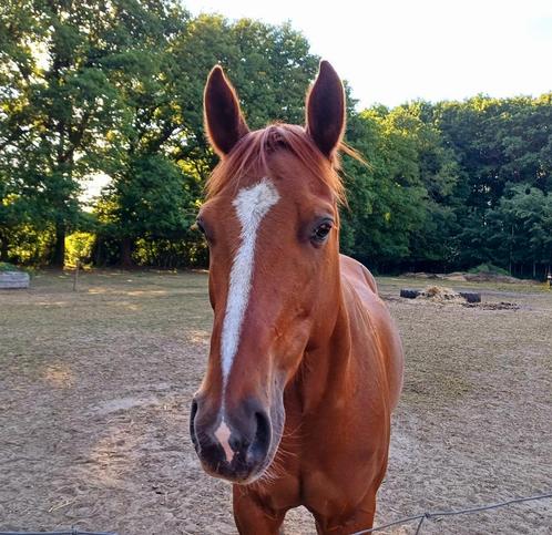 Coco, Dieren en Toebehoren, Paarden, Merrie, Zadelmak, Minder dan 160 cm, 11 jaar of ouder, Westernpaard